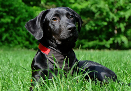 Luna, ecco il nuovo cane eroe